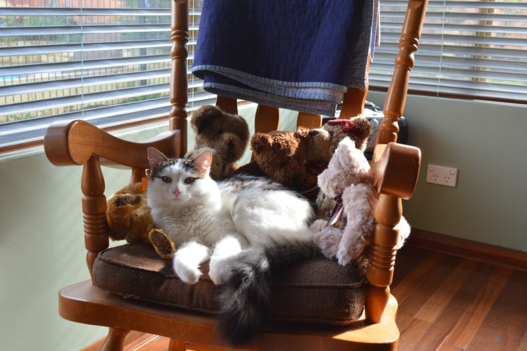 cat on rocking armchair